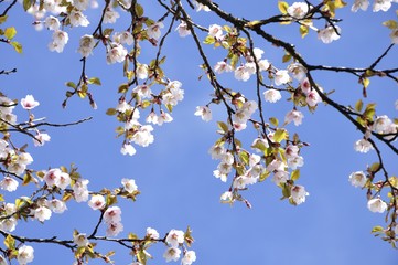 マメザクラの花