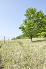 Obraz premium 新緑の白馬尾根