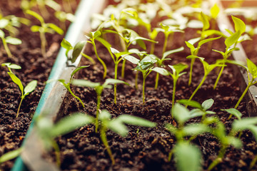 Growing pepper sprouts in pots at home. Spring preparation. Agriculture and farming concept.