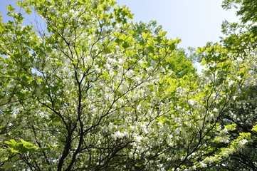 Fototapeta premium シロヤシオ