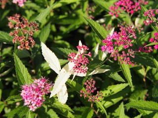 Spiraea japonica 'Anthony Waterer' -  Japanese meadowsweet, japanese spiraea
