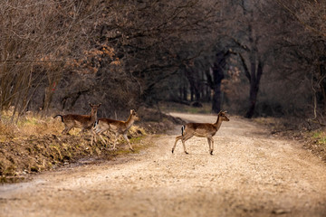 Roe deer (Capreolus capreolus) in an oak forest at the feeding spot
