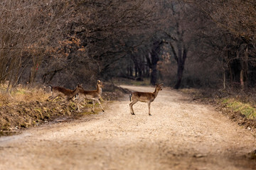 Obraz na płótnie Canvas Roe deer (Capreolus capreolus) in an oak forest at the feeding spot
