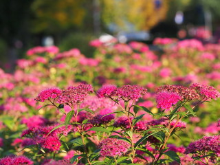Spiraea japonica 'Anthony Waterer' -  Japanese meadowsweet, japanese spiraea