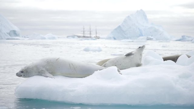 Leopard Seals on Iceberg in Antarctica Close