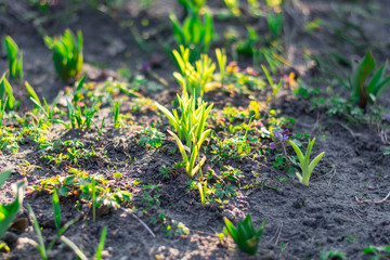 The first spring flowers start to grow out of the ground