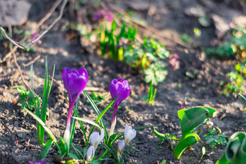 Growing purple crocus. First spring flowers