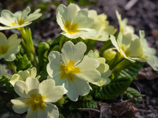 Close-up of primrose in the garden. Beautiful yellow flowers (Primula vulgaris) blooms in early spring in the garden - Kyiv, Ukraine, Europe.