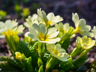 Close-up of primrose in the garden. Beautiful yellow flowers (Primula vulgaris) blooms in early spring in the garden - Kyiv, Ukraine, Europe.