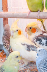 parrots in a cage