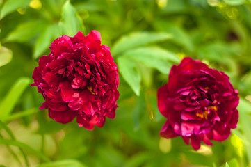 Red peonies in the garden. Blooming red peony. Closeup of beautiful red Peonie flower.