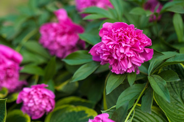 Pink peonies in the garden. Blooming pink peony. Closeup of beautiful pink Peonie flower.