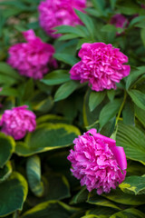 Obraz premium Pink peonies in the garden. Blooming pink peony. Closeup of beautiful pink Peonie flower.
