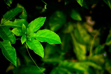 green passion fruit leaves in the nature.