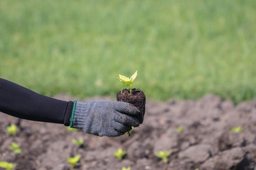 Close up with selective focus on a plant seedling.human hand are planting the seedlings plant.