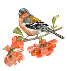 Beautiful bird on a flowering branch. Hand drawn watercolor - 258909524