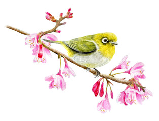 Beautiful white-eye bird on a flowering branch. Hand drawn watercolor - 258909571