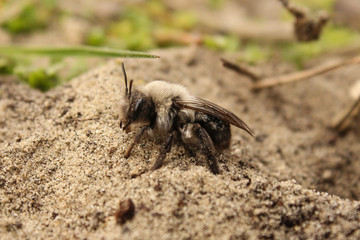 a grey mining bee in the sand in the forest in springtime