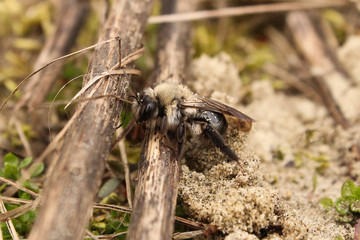 a mining bee at the sand in the forest in spring closeup