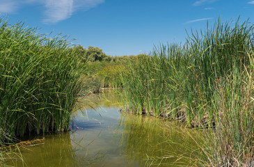 Vegatación en una laguna. Parque Nacional Tablas de Daimiel. Ciudad Real. Castilla La Mancha....