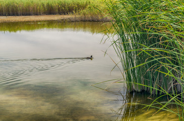 Laguna en el Parque Nacional Tablas de Daimiel. Ciudad Real. Espa&ntilde;a.