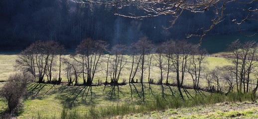 arbres au bord d'un ruisseau