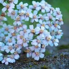white flower plant in springtime