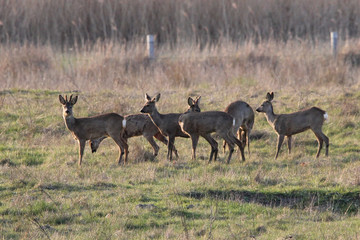 Naklejka na ściany i meble a group of roe deers in the meadow in a nature reserve in springtime