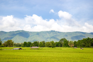 Landscape of beautiful Golden rice field in Asia.