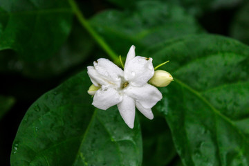 Fototapeta na wymiar beautiful jasmine flower
