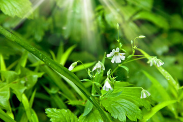 Forest flower in bloom under the sunshine