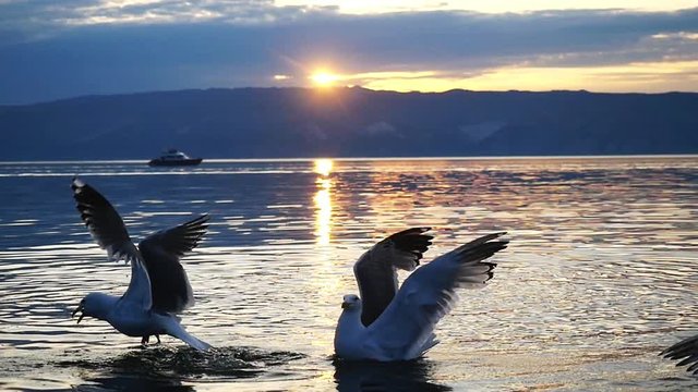 Beautiful Mountain Baikal Lake. Sunset over the mountain peaks and flying gulls. slow motion. 1920x1080