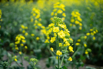 Obraz premium rapeseed flowers blooming in field
