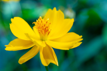 Yellow Mexican Aster flowers in the field with blurred nature background.