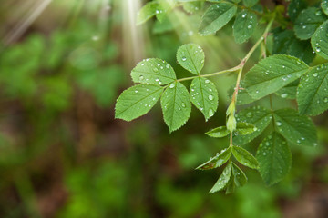 Beautiful green leaves under the sunshine with rain drops