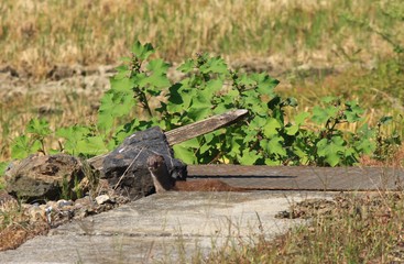 畑から顔を出すイタチです