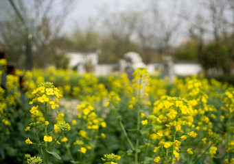 Obraz premium rapeseed flowers blooming in field