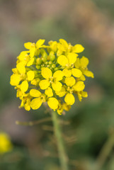 Flor amarilla en primavera