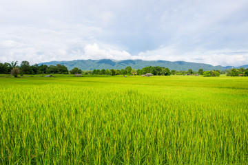 Landscape of beautiful Golden rice field in Asia.