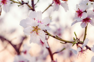 Almendro en flor