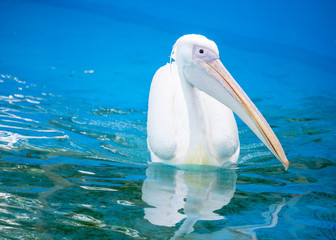 White pelican bird with yellow long beak swims in the water pool, close up