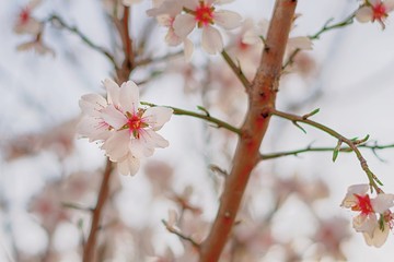 Almendro en flor