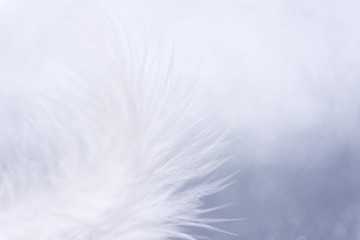 White feather on a shiny silver background. Close-up