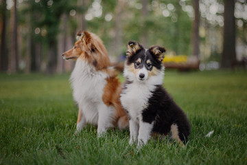 Naklejka na ściany i meble Two dogs Shetland Sheepdog sitting together. Puppy and adult dog, family, group of dogs of the same breed.