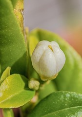 Flor de un limonero