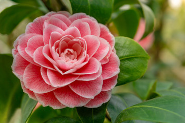 Pinke Kamelie Giardino Schmitz (Camellia japonica) im Frühling. Pinke blühende Kamelie im April. Blühende Kamelienblüte. Kamelien.