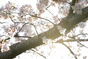 cherry blossom tree