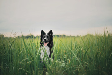 Cute black & white border collie dog in forest - obrazy, fototapety, plakaty