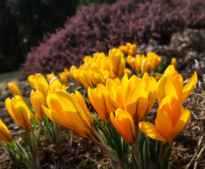 Spring in my garden. Blooming yellow crocus flowers on sunny day