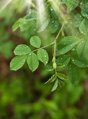 Beautiful green leaves under the sunshine with rain drops